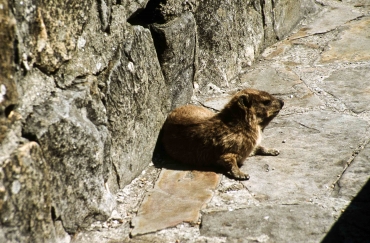 Klippschliefer, Apfeldieb auf dem Tafelberg, Südafrika